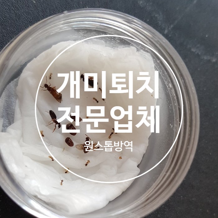 유령개미 원인 파악 및 퇴치 업체 원스톱방역