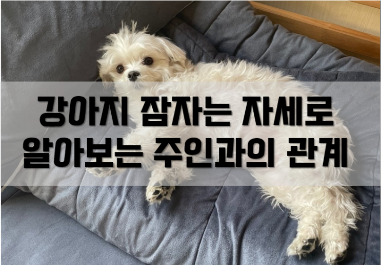 강아지 잠자는 자세로 알아보는 주인과의 관계!(feat. 강아지 속마음)