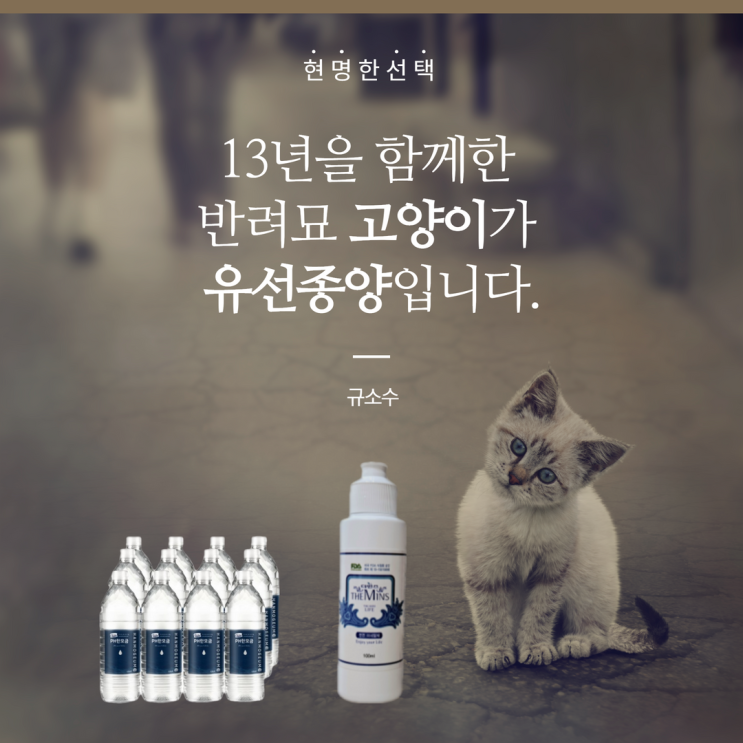 13년을 함께한 반려묘 고양이가 유선종양입니다. 13년을 함께한 반려묘 고양이가 유선종양입니다.
