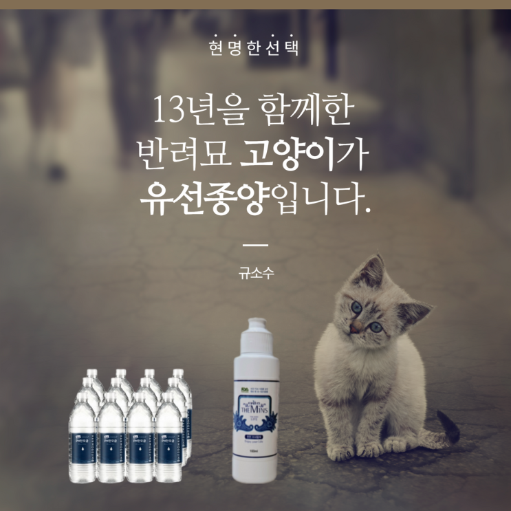 13년을 함께한 반려묘 고양이가 유선종양입니다.