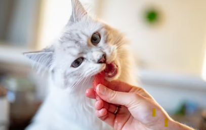 고양이도 수박을 먹을 수 있나요?