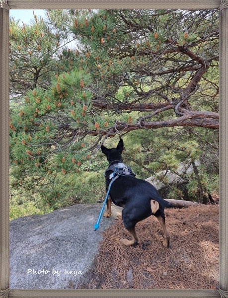  강아지 꽃돌이와 불암산 등산하기^^