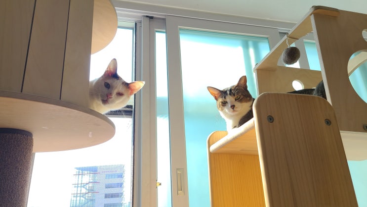  [고양이 일기] 공주 건강검진 발치편_2편 (feat.하온동물의료)