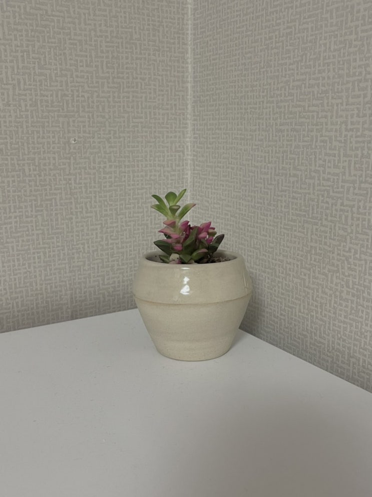  반려 식물