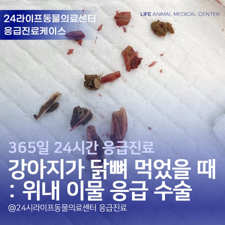 강아지가 닭뼈, 치킨뼈 먹었을 때 : 위내 이물 응급 수술 가능한 대구24시동물병원 강아지가 닭뼈, 치킨뼈 먹었을 때 : 위내 이물 응급 수술 가능한 대구24시동물병원