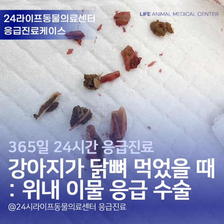 강아지가 닭뼈, 치킨뼈 먹었을 때 : 위내 이물 응급 수술 가능한 대구24시동물병원