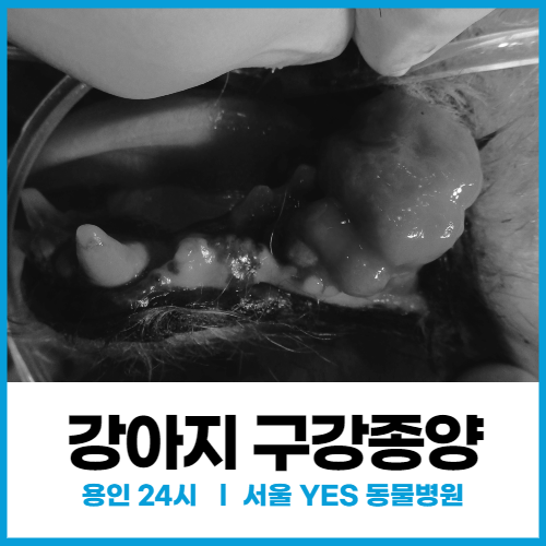  [외과] 강아지 구강종양 제거 수술 사례  (24시 용인 분당 동물병원)