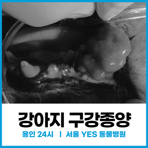 [외과] 강아지 구강종양 제거 수술 사례  (24시 용인 분당 동물병원)