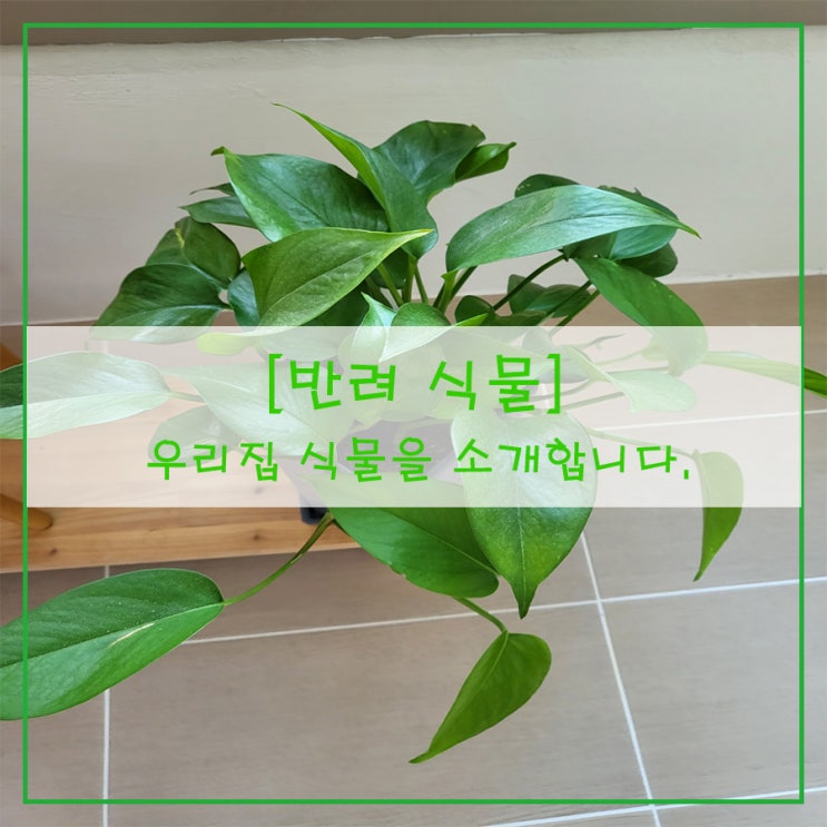  [반려 식물] 우리집 식물을 소개합니다~^^