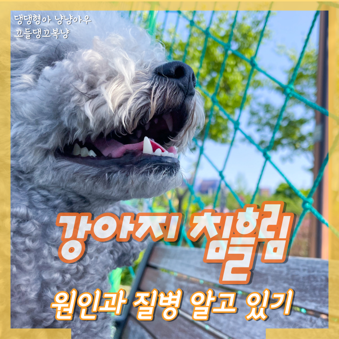  강아지 침흘림, 반려견이 침을 많이 흘리는 원인
