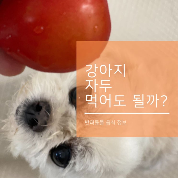 강아지 과일 자두와 씨를 먹어도 될까?