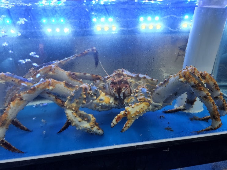  청주회식하기좋은곳 킹크랩맛집 크랩하우스 재방문 후기~ 회식은언제나 기분좋은것!!
