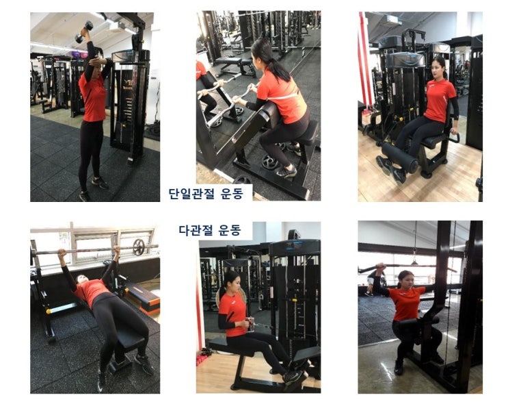  근력운동순서, 단일관절 운동보다 다관절운동을 먼저하는 이유, 역도선수의 사전탈진훈련법