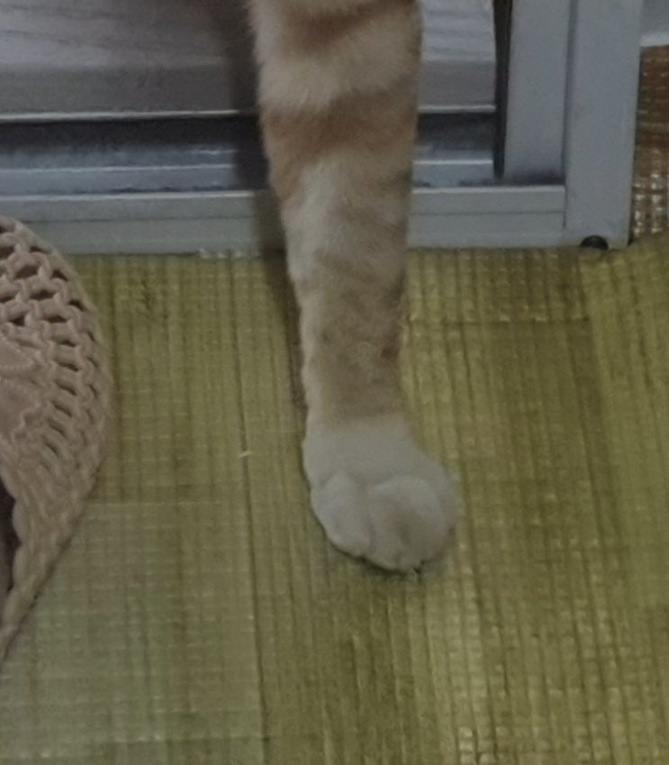  "집사..너 참 빡빡하게 군다?"