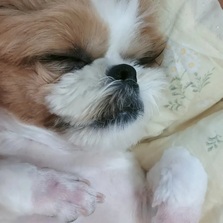  강아지 우울증 증상 및 스트레스 해소 방법 5가지