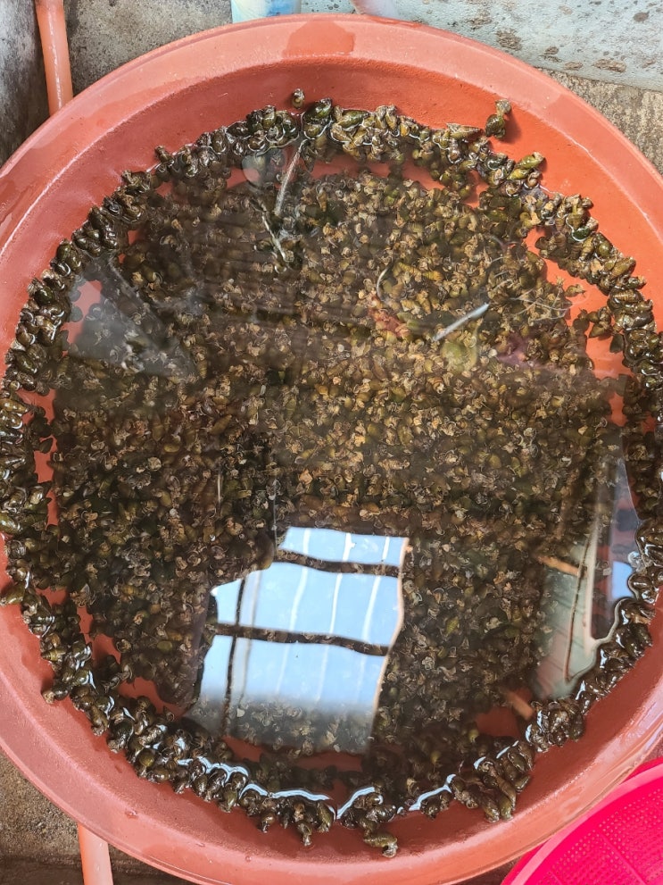  횡성 다슬기 잡았어요 2