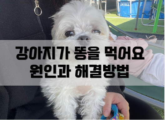  강아지가 똥을 먹어요! 식분증 원인과 해결방법 알려드려요.