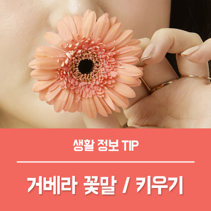  거베라 꽃말 키우기 부를 상징하는 꽃, 화환으로 쓰여요