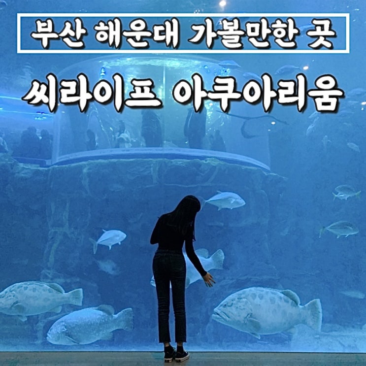  부산 해운대 "씨라이프 아쿠아리움" 인어공주 공연시간, 아이와 가볼만한곳, 가격할인