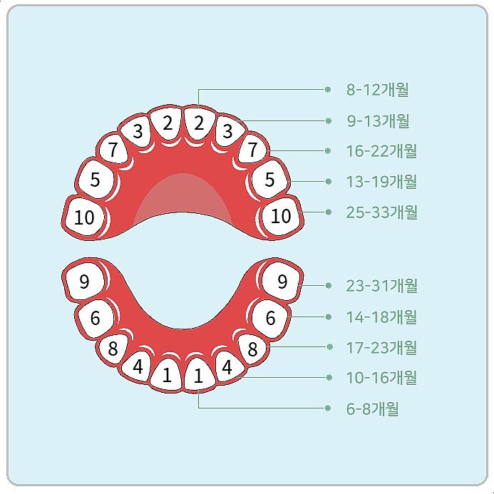 아기 이 나는 순서, 유치 갯수 및 빠지는 개월, 영구치 나는 시기 : 네이버 블로그