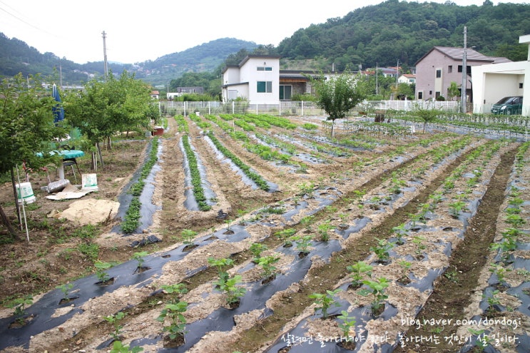  겨울아 빨리 와라, 끝없는 농사일 - 비닐 씌우기, 콩 심기, 김매기, 220611