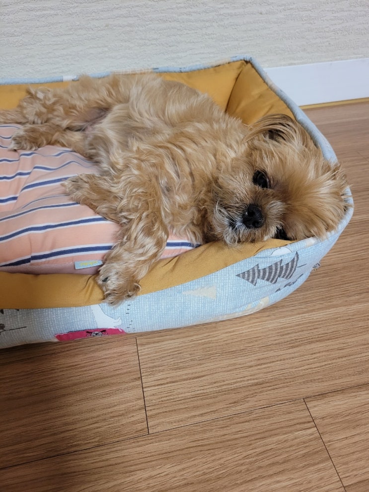  반려견 댕댕이 똘이 자기소개 영상, 강아지 고양이 나이 계산법·계산기