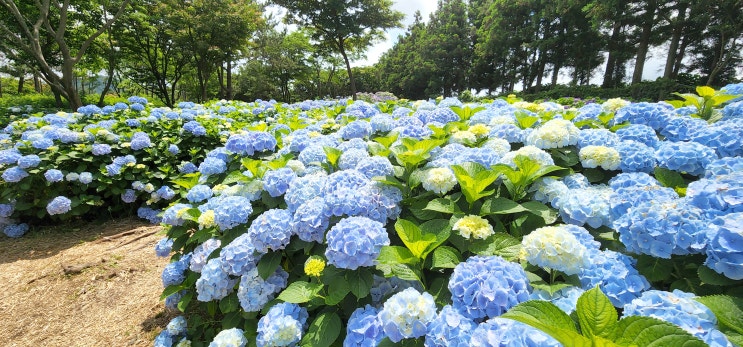 [제주수국명소] 제주 보롬왓 수국,메밀밭 개화현황