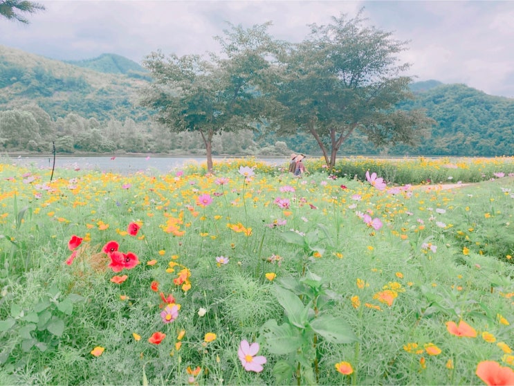  [경기도가평]당일치기 여행, 자라섬 남도꽃정원(포토존O,주차정보O)