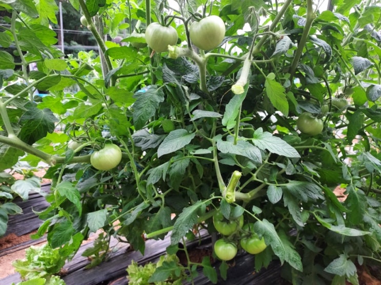  [텃밭] 텃밭 손질하기/토마토 순지르기(순치기)ㆍ국가족 보쌈