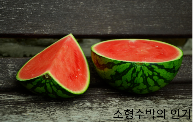  작은 수박이 인기 있는 이유는?