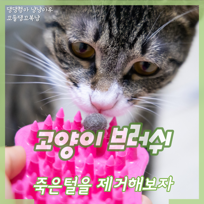  컨트리캣 고양이 브러쉬, 죽은털제거를 위해 관리하기