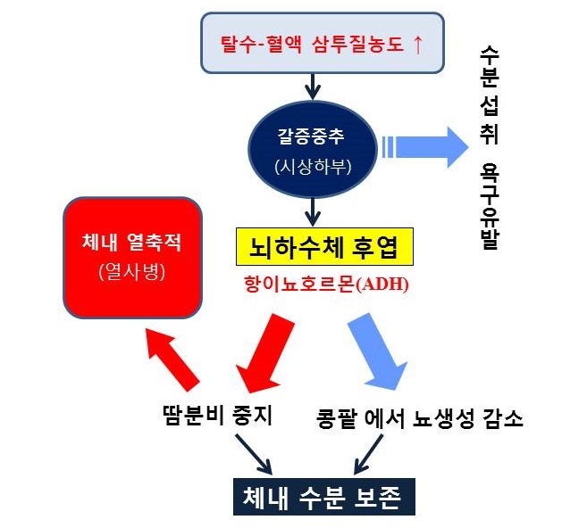  운동 중 일사병(heat exhaustion), 열사병(heat stroke) 발생기전, 갈증중추, 항이뇨호르몬(ADH)