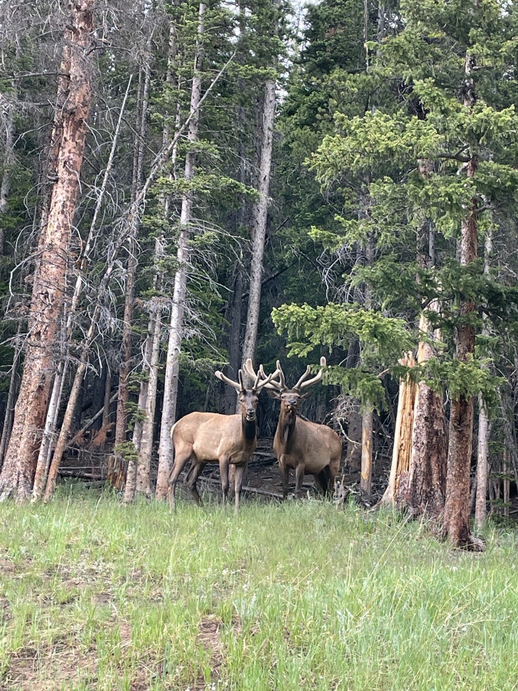 Deer와 Elk의 차이점