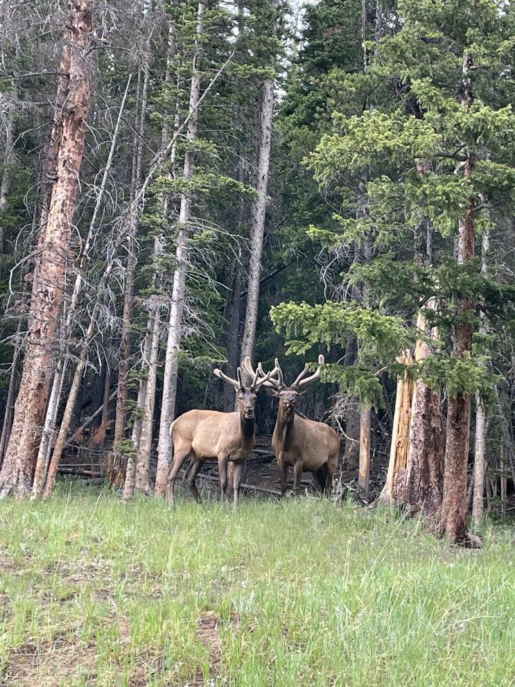 Deer와 Elk의 차이점