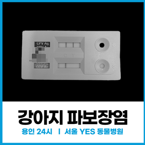  [전염성] 강아지 전염병 파보장염 (24시용인동물병원)