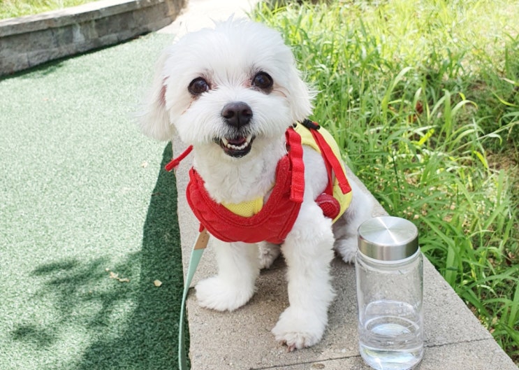  강아지 더위 먹었을때 탈수 증상과 예방법 (여름 산책 주의)