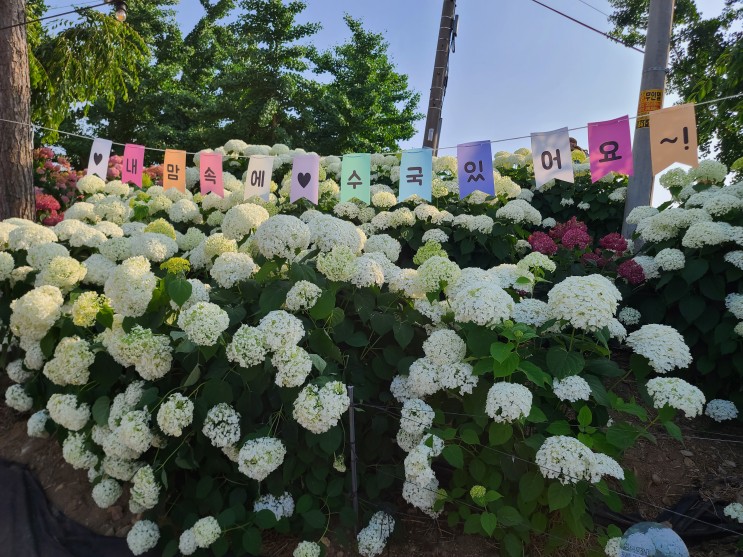 대전 세종 근교 가볼만한 곳 공주 유구색동수국정원 꽃축제 주차장