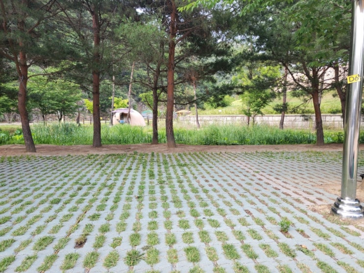  고령 대가야캠프 d6 사이트