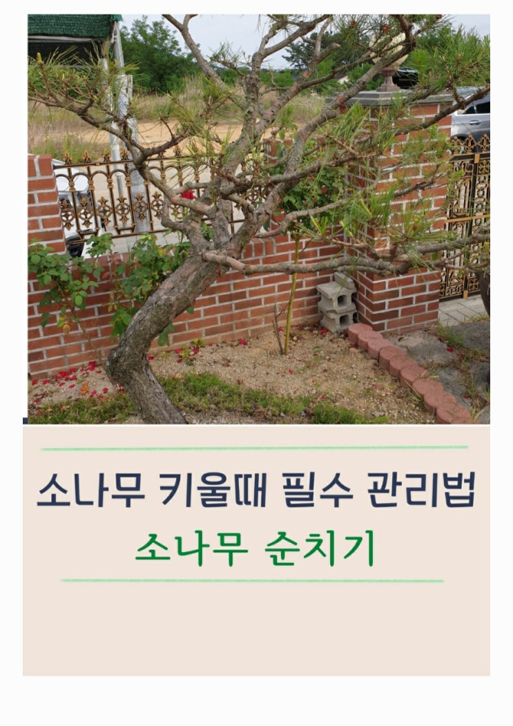  소나무 전지 방법과 전지 시기(순치기)