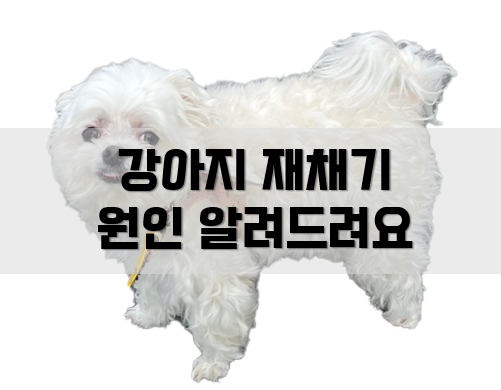  강아지 채재기하는 원인 알려드려요!