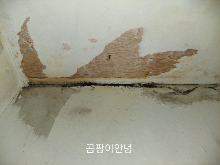  구미 드레스룸 곰팡이 제거 재발 방지 아파트 단열 결로 시공 곰팡이안녕