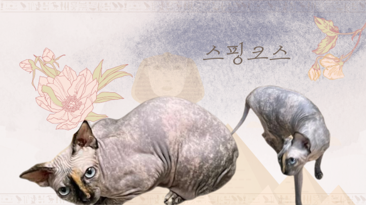 스핑크스 고양이 털없는 반려묘 기본정보 및 포토 정말 털 안빠질까?