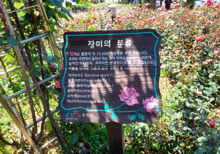  [경기/부천] 도당공원 백만송이장미원ㆍ장미의 계통/하이브리드 티 (1)