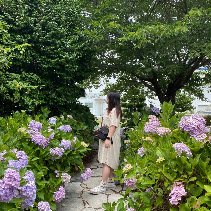 마산 구복예술촌 수국 보고 왔어요!