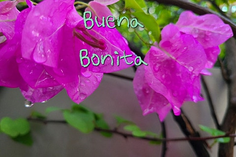 #BONITA 이미지