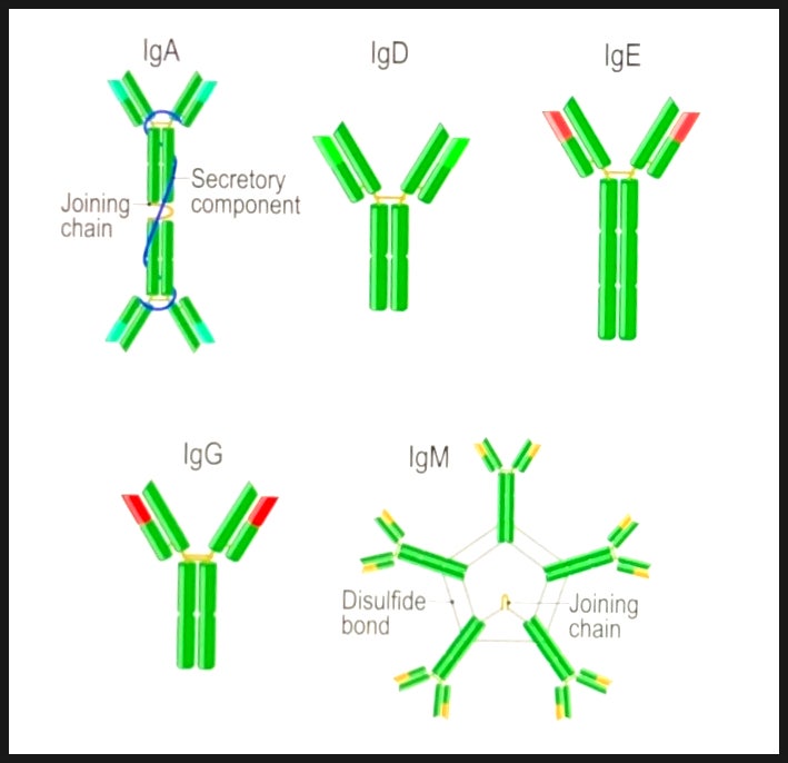 면역 글로불린(Immunoglobulin, Ig) : IgG, IgA, IgM, IgD, IgE : 네이버 블로그