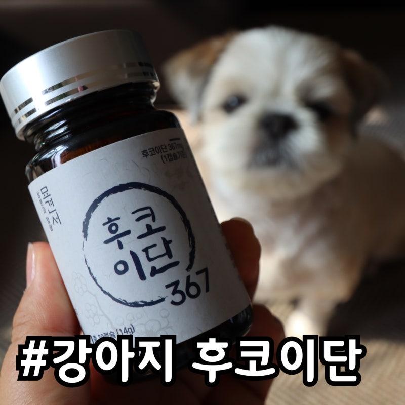 강아지 비만세포종, 피부종양에 좋다는 묘견서 후코이단