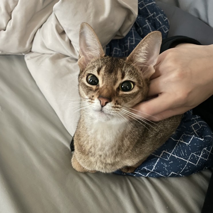  고양이 이름 불렀을 때 반응하게 만드는 개냥이 훈련 방법