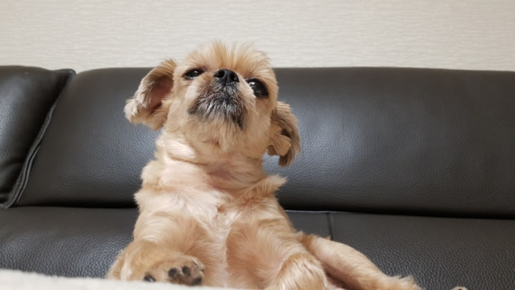  니들이 개맘을 알아? 견생은 14살부터…댕댕이 똘이 할배 유모차 샀다! - 니개맘