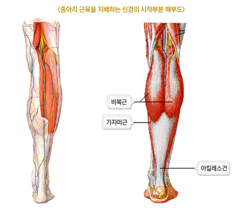 종아리 근육의 뭉침을 잘 풀기 위해서는 5